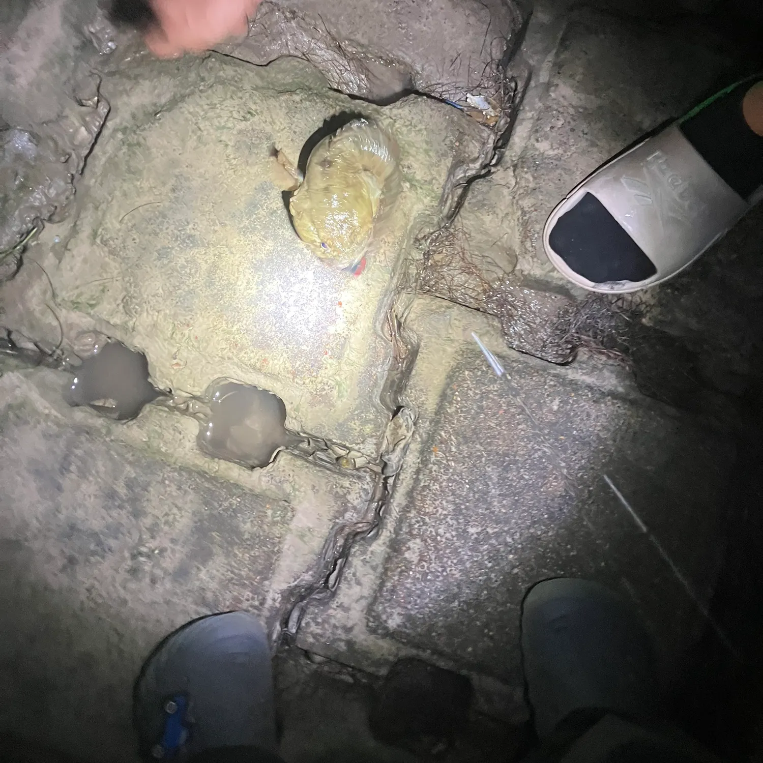 The most recent Three-spined frogfish catches on Fishbrain