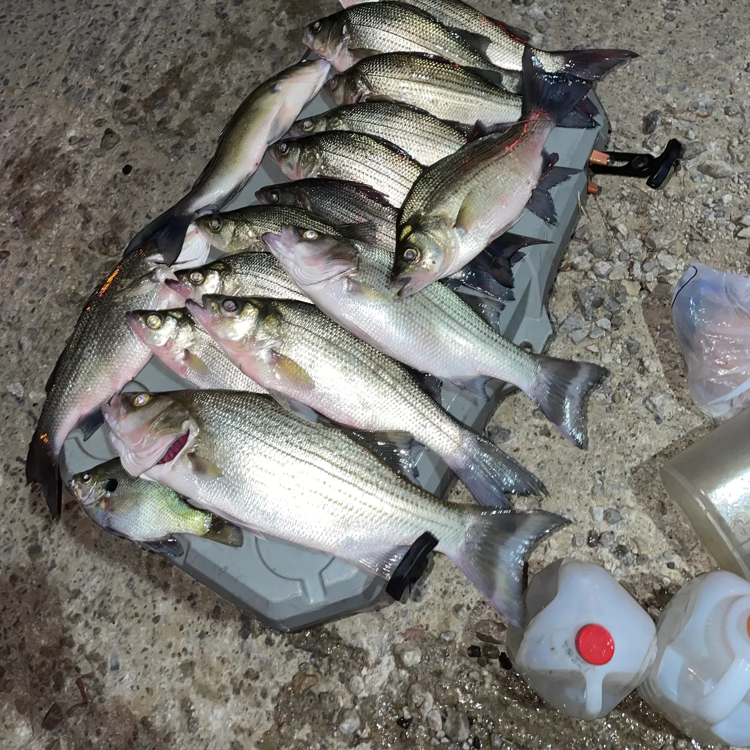 White bass caught on Fishbrain