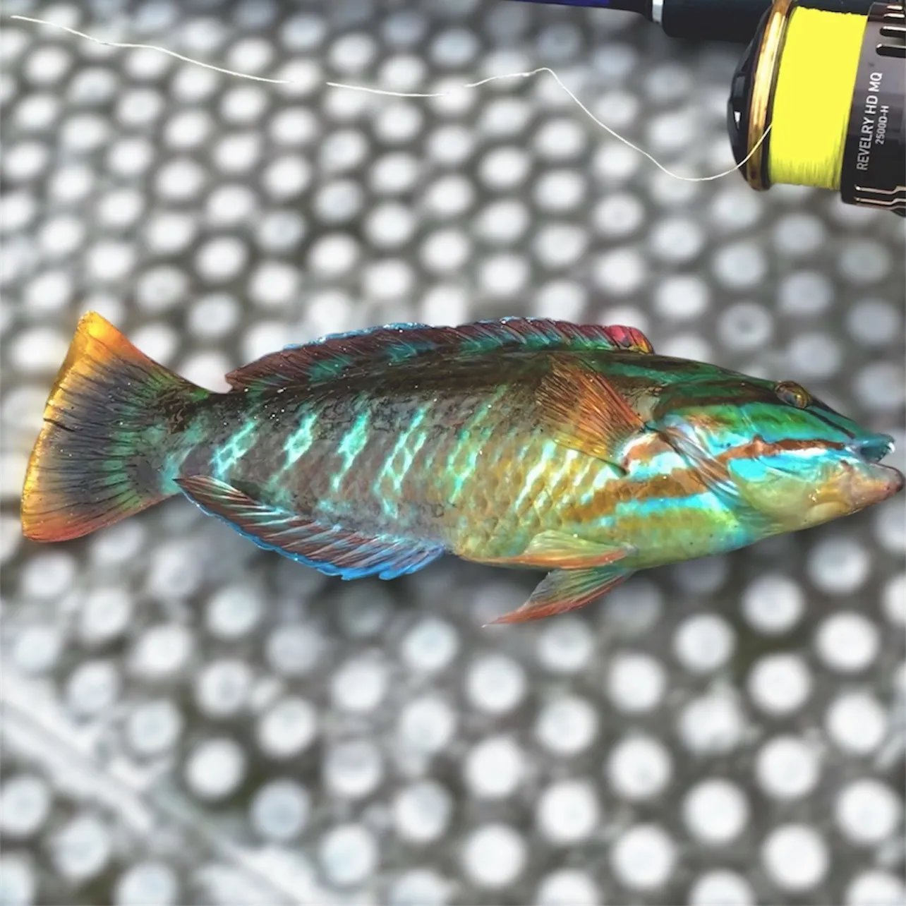 The most recent Gunther's wrasse catches on Fishbrain
