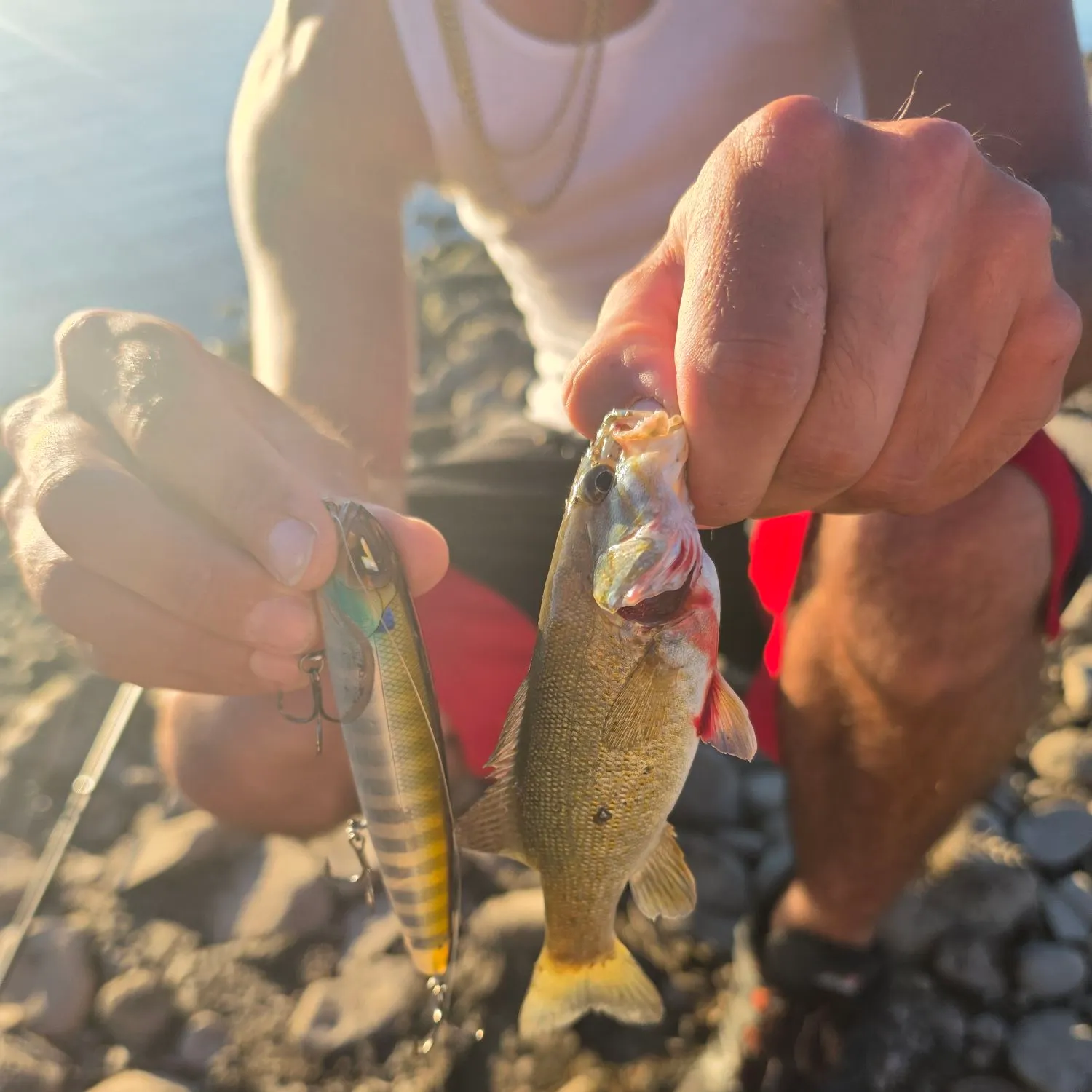 Smallmouth bass caught on Fishbrain