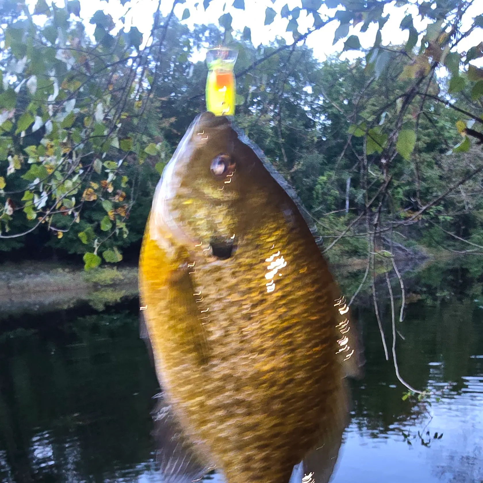 Bluegill caught on Fishbrain
