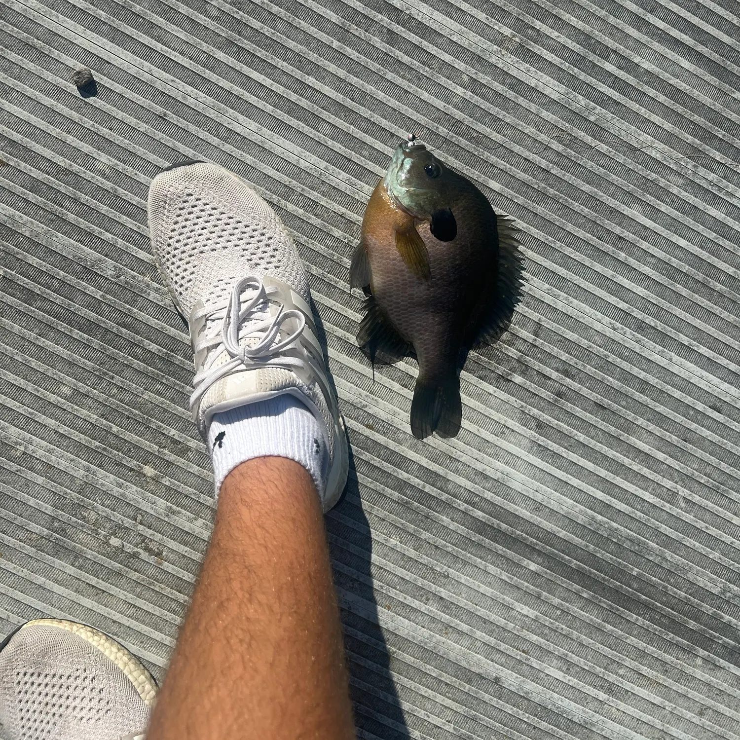 The most recent Bluegill catches on Fishbrain