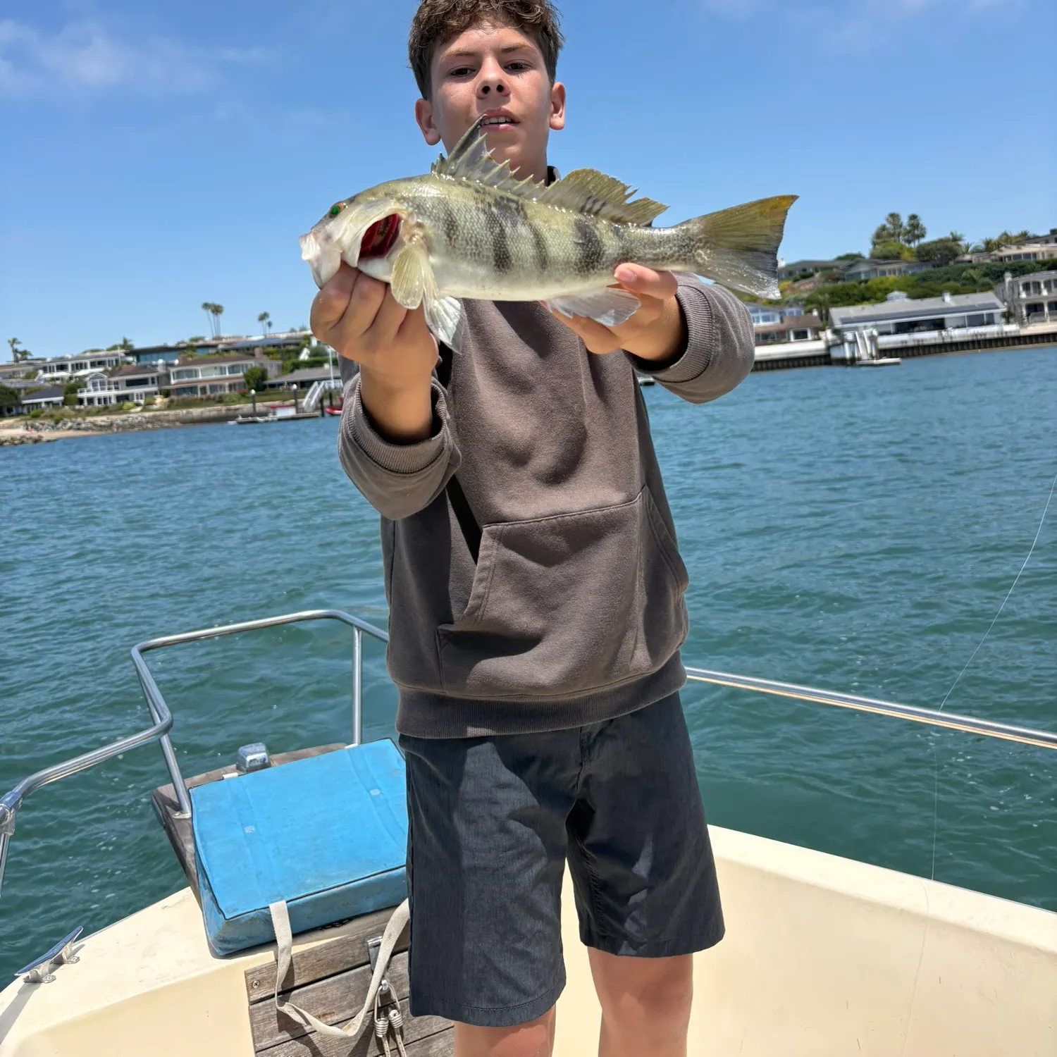 The most recent Barred sand bass catches on Fishbrain