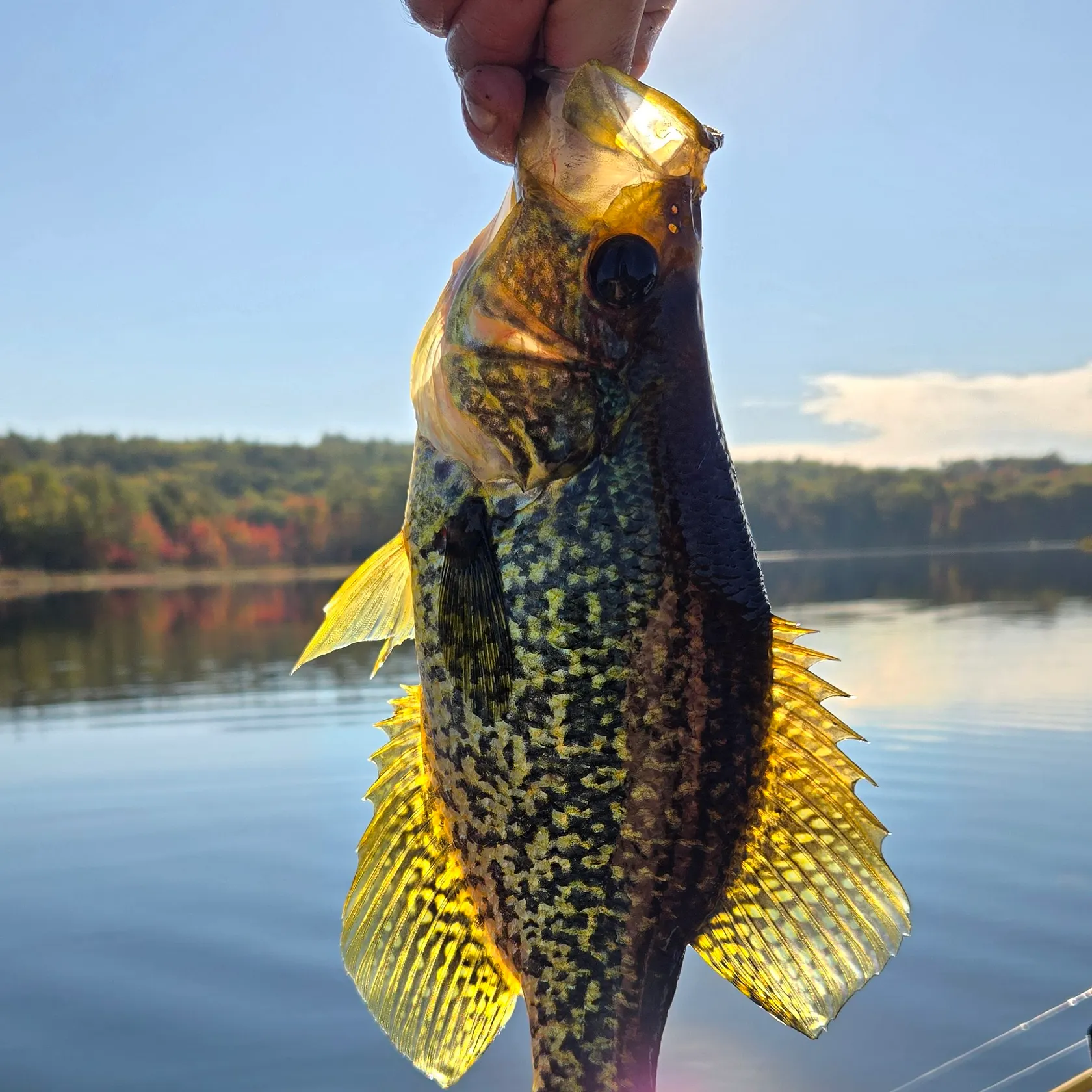 Black crappie caught on Fishbrain