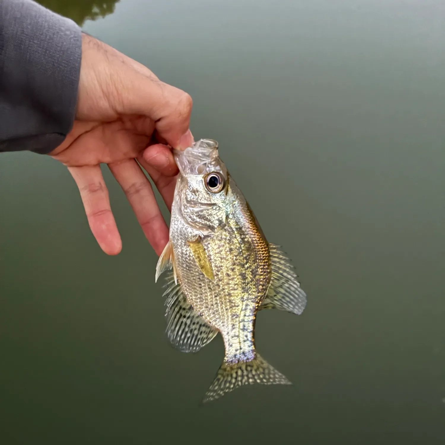 Black crappie caught on Fishbrain