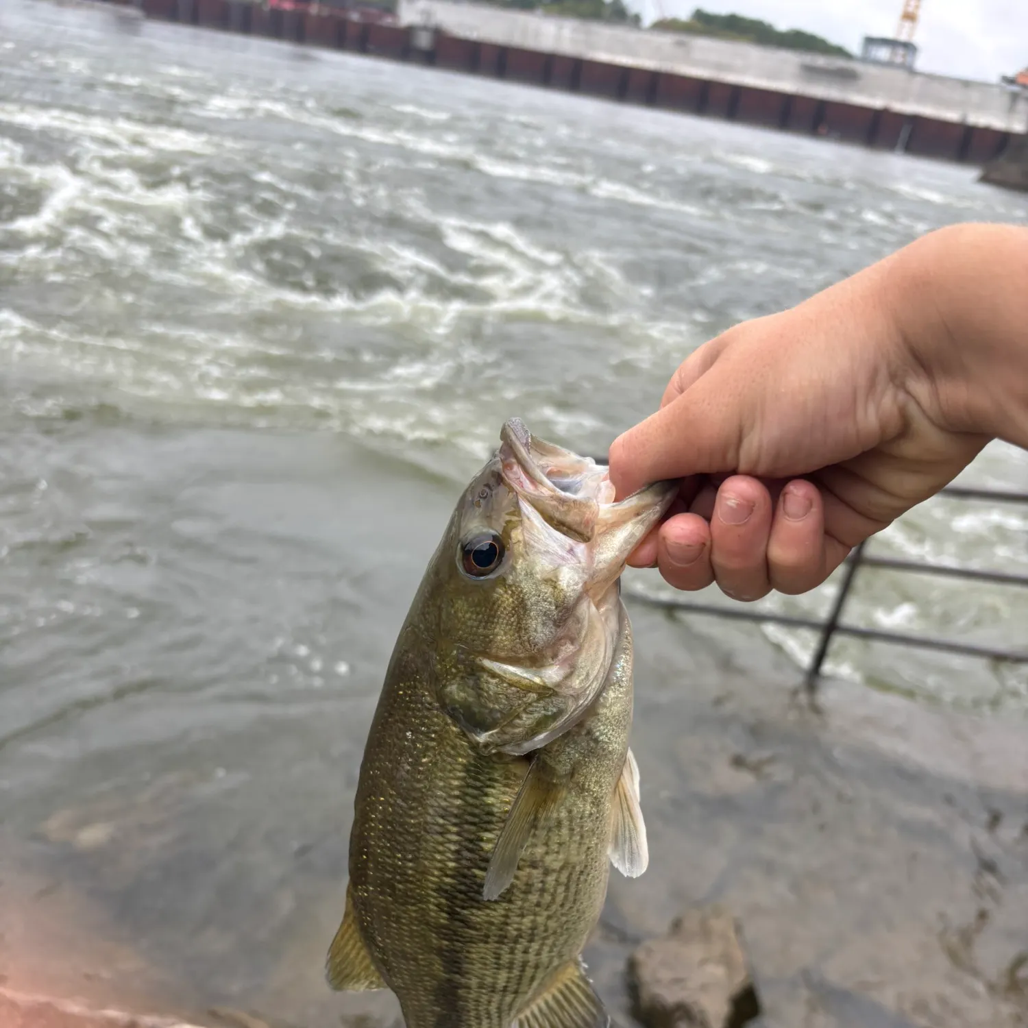 Spotted bass caught on Fishbrain