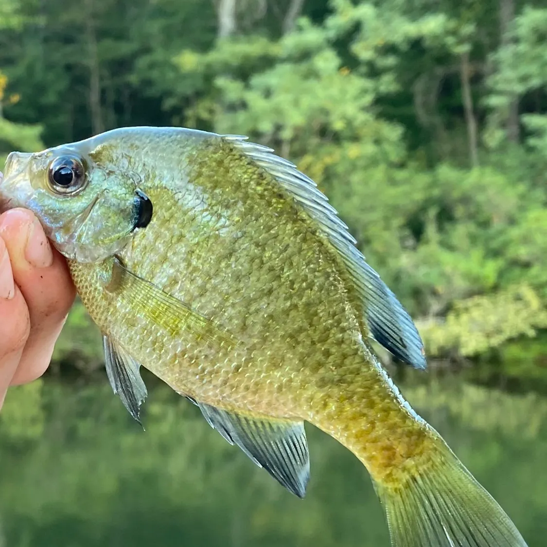 Bluegill caught on Fishbrain