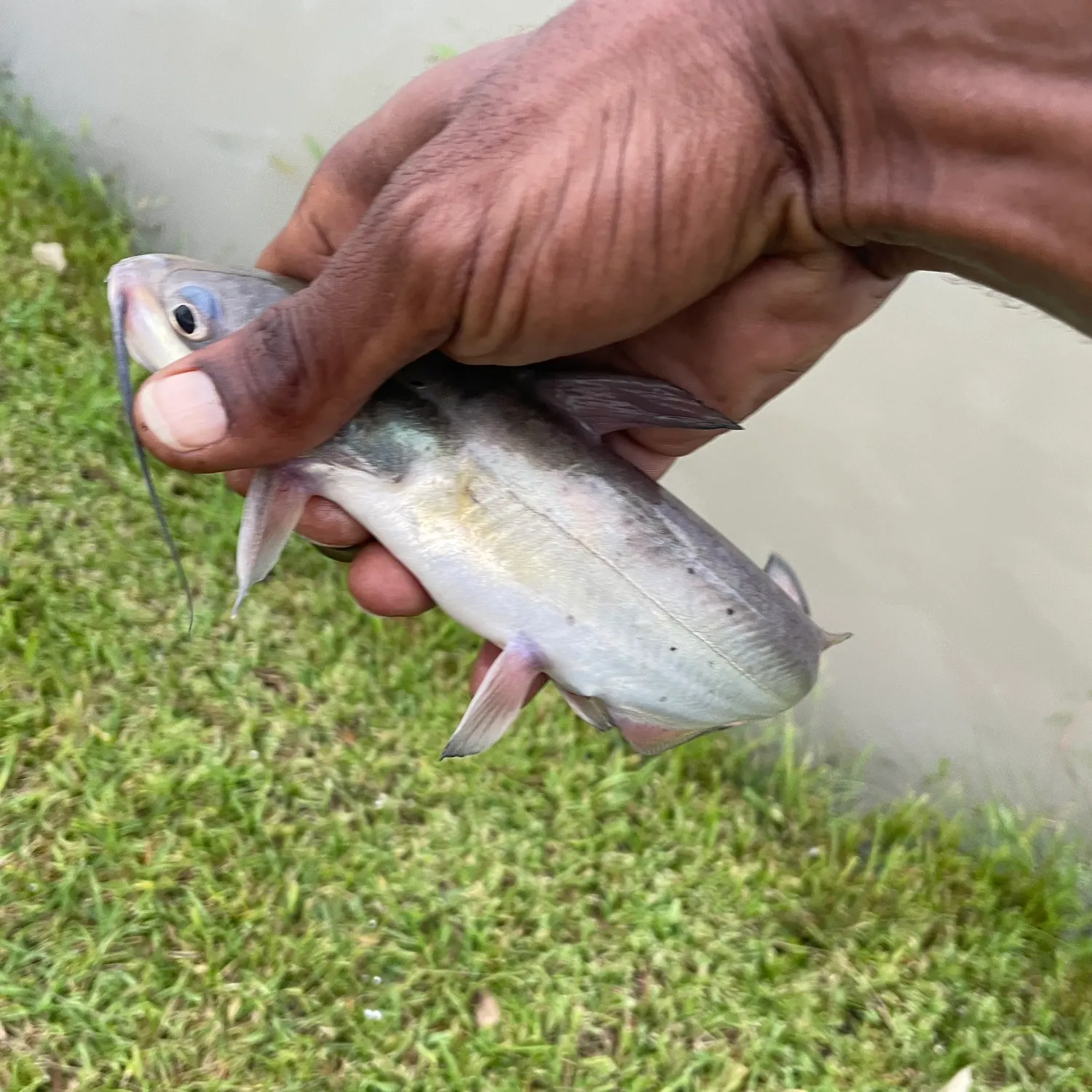 Channel catfish caught on Fishbrain