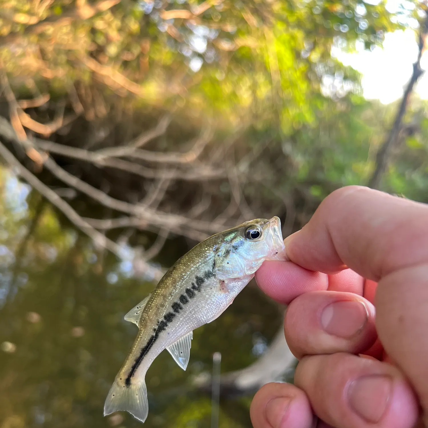 Spotted bass caught on Fishbrain