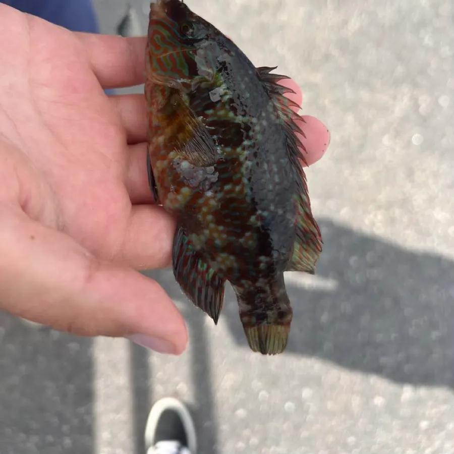 Corkwing wrasse caught on Fishbrain