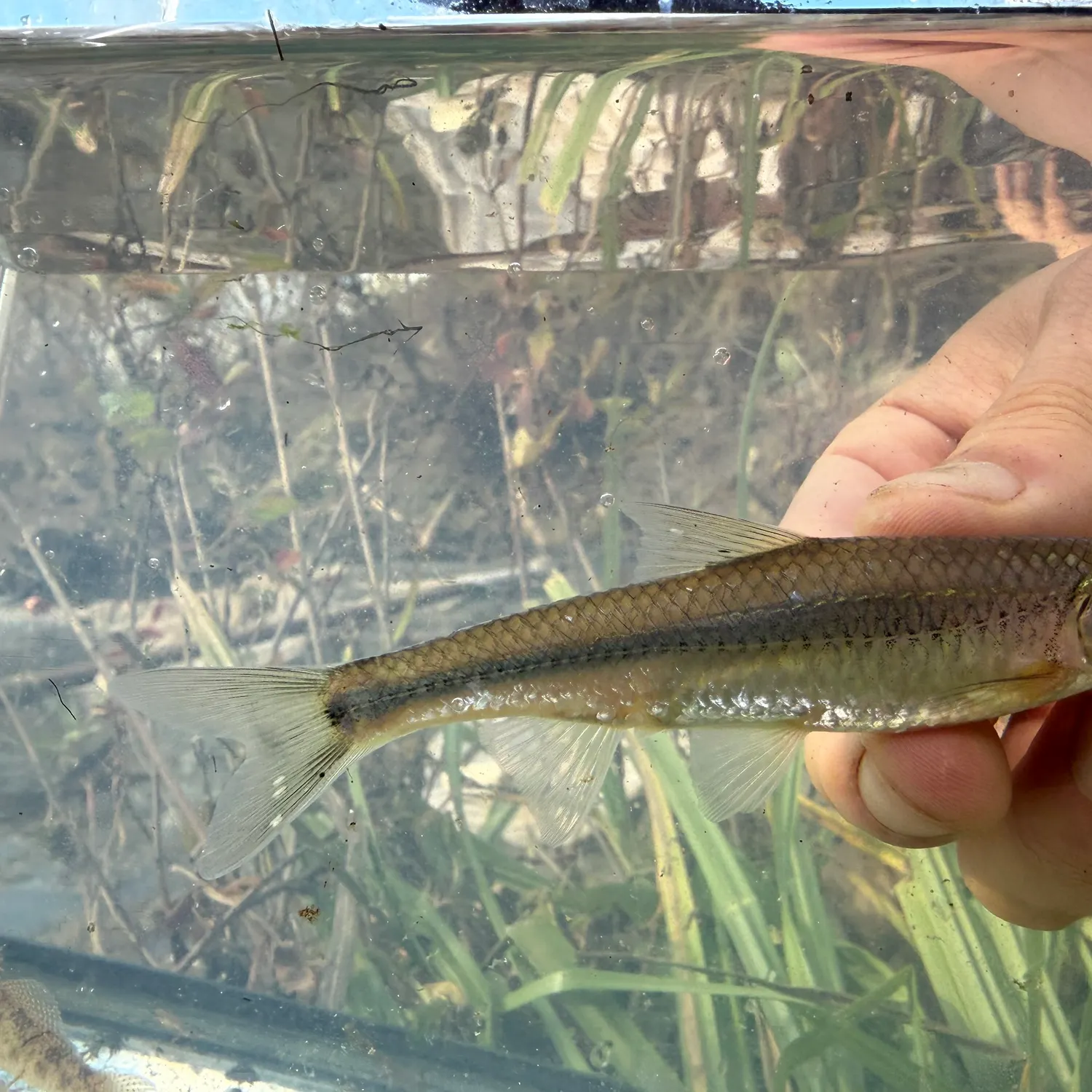 The most recent Spottail shiner catches on Fishbrain