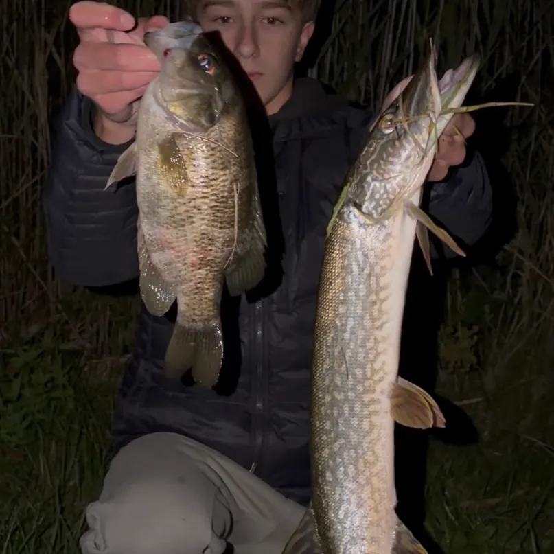 Northern pike caught on Fishbrain