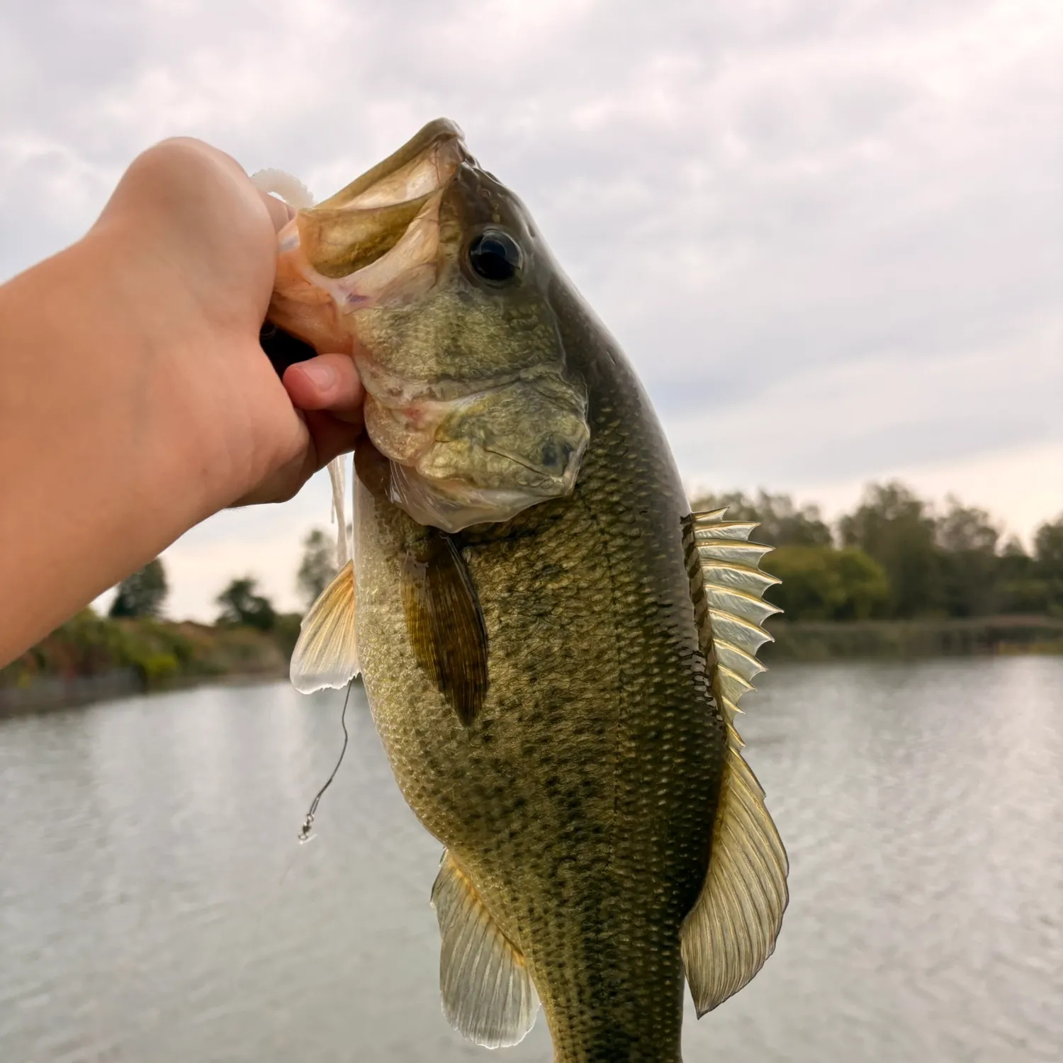 Largemouth bass caught on Fishbrain
