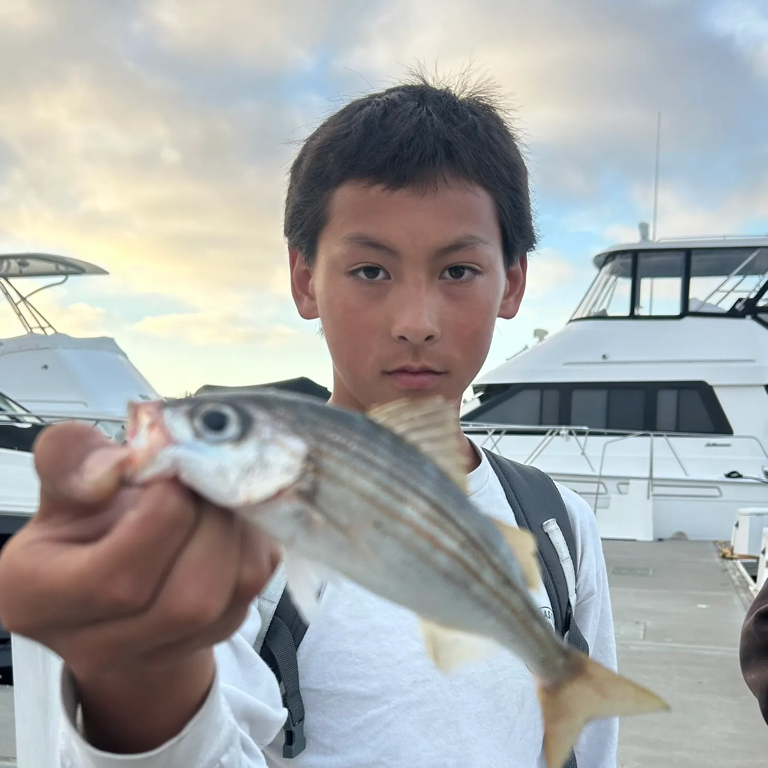 The most recent Salema porgy catches on Fishbrain