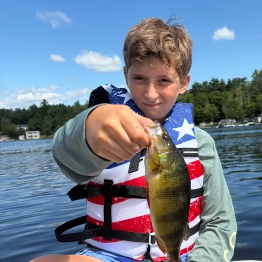 Yellow perch caught on Fishbrain