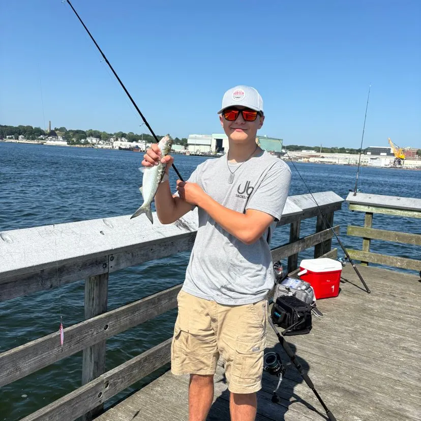 most liked catch image