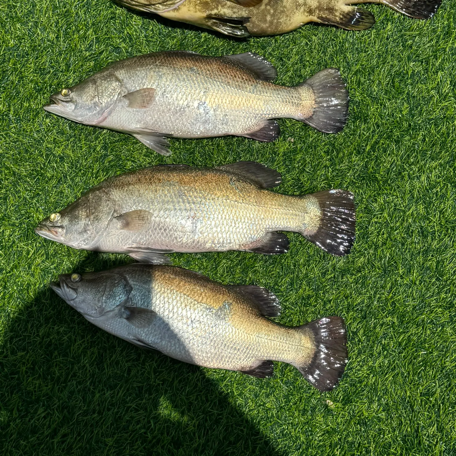 The most recent Barramundi catches on Fishbrain