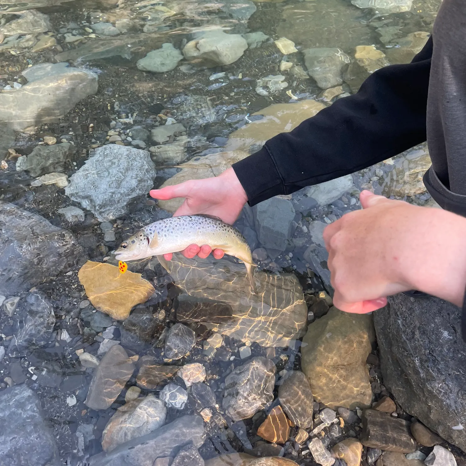 Brown trout caught on Fishbrain