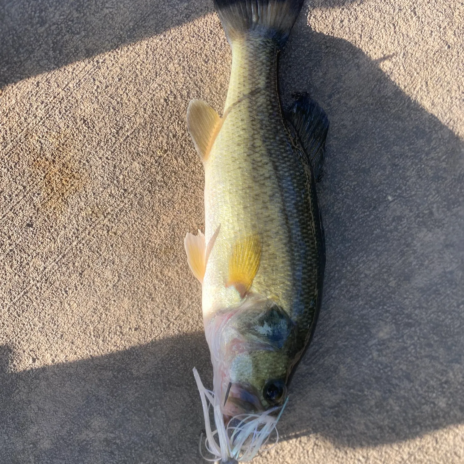 Largemouth bass caught on Fishbrain