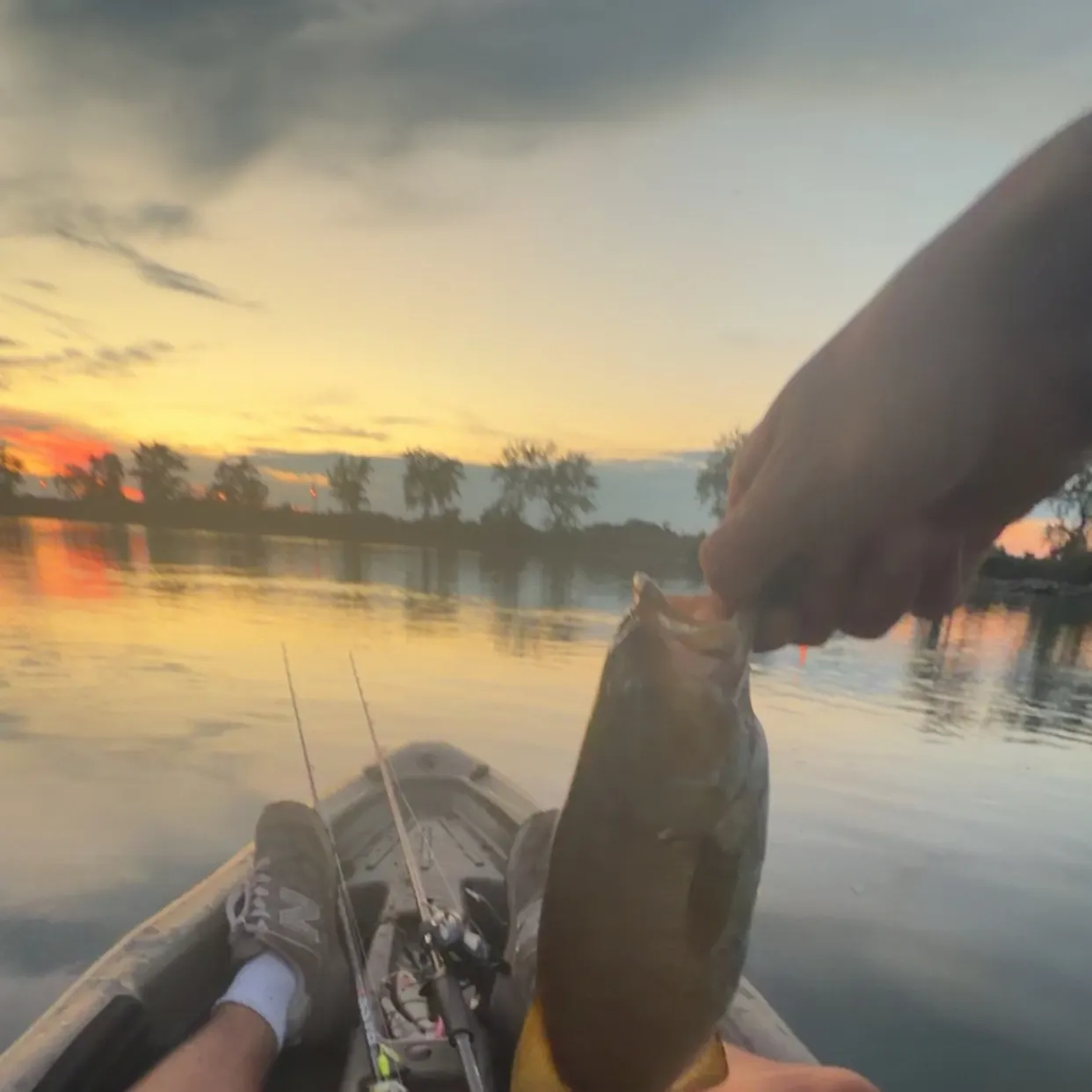 Smallmouth bass caught on Fishbrain