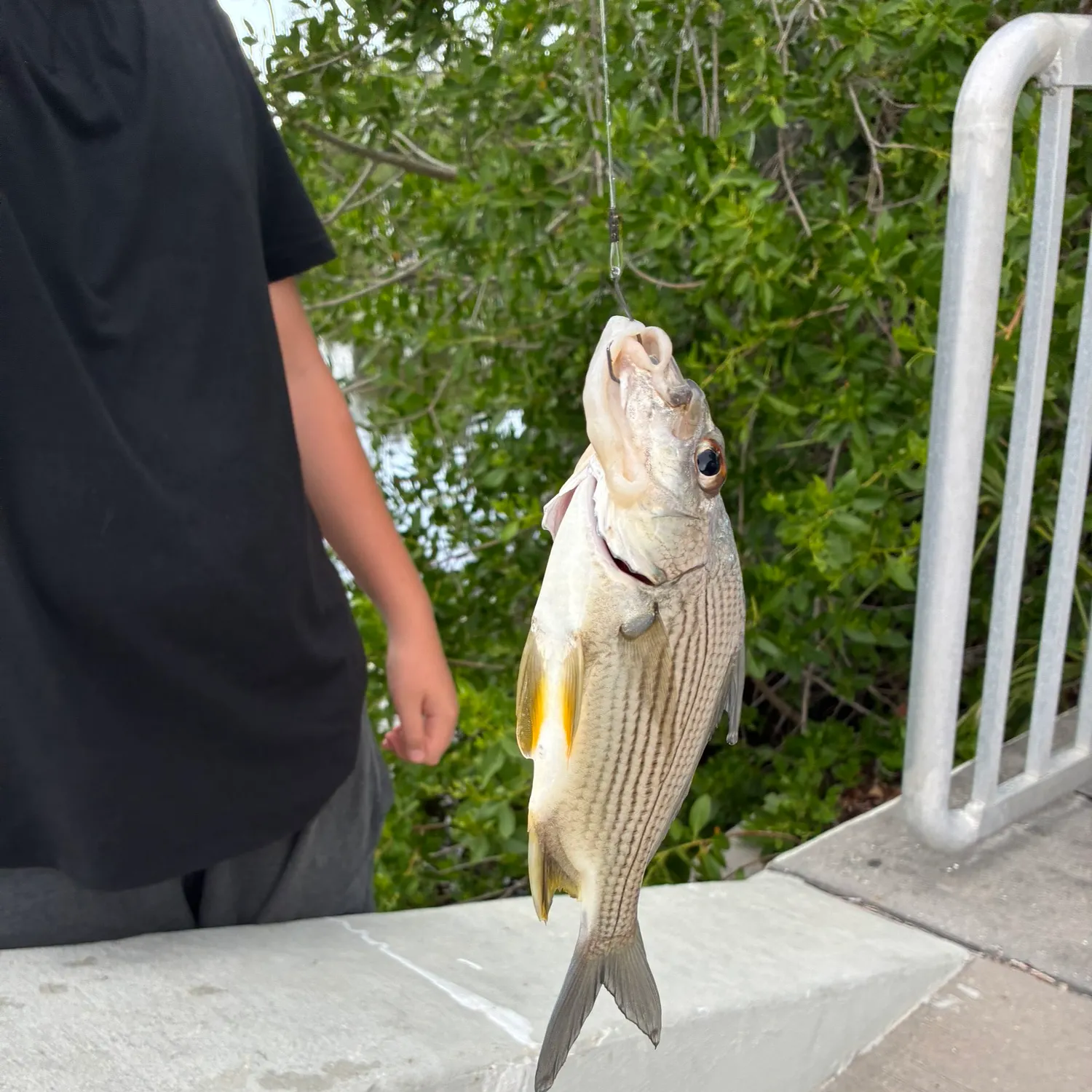 The most recent Yellowfin seabream catches on Fishbrain