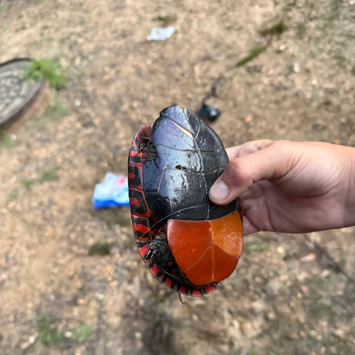 Painted turtle caught on Fishbrain