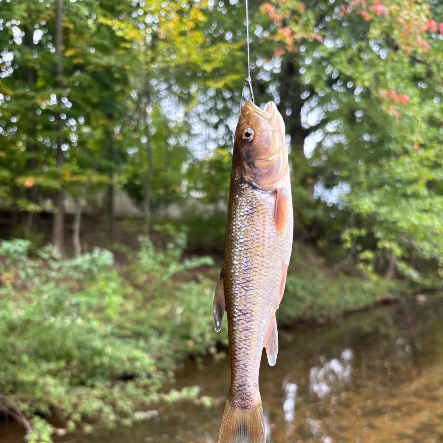 Creek chub caught on Fishbrain