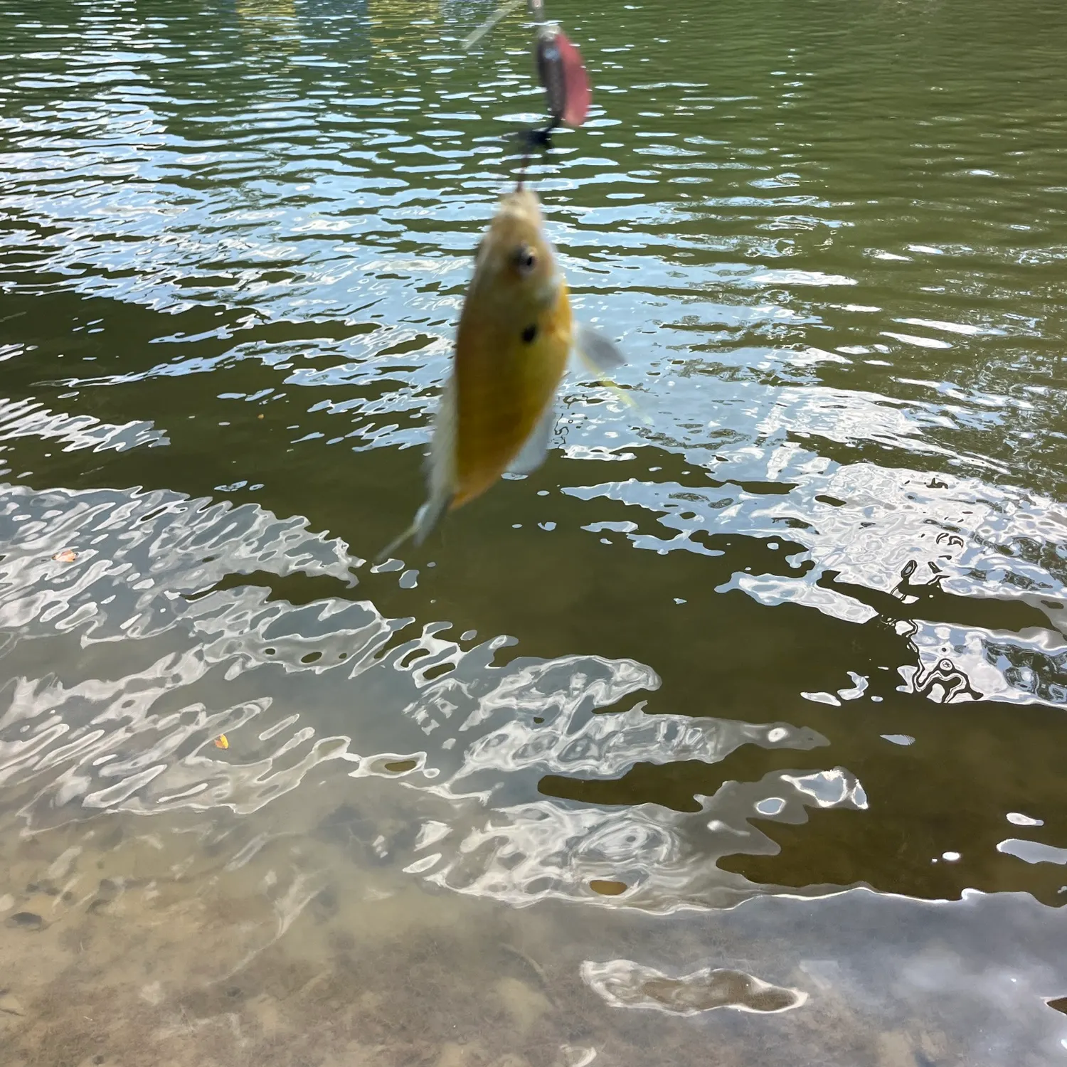 Bluegill caught on Fishbrain