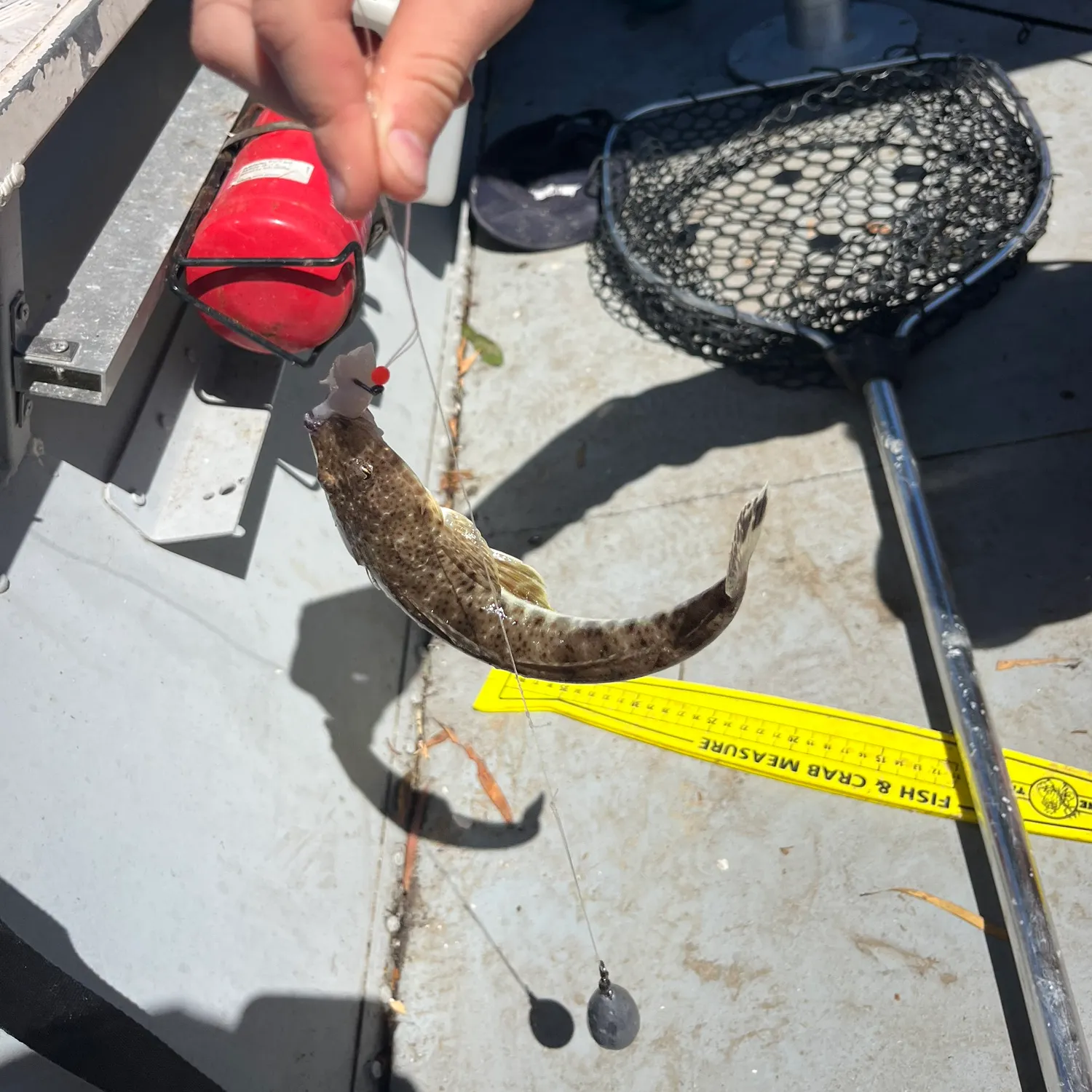 The most recent Dusky flathead catches on Fishbrain