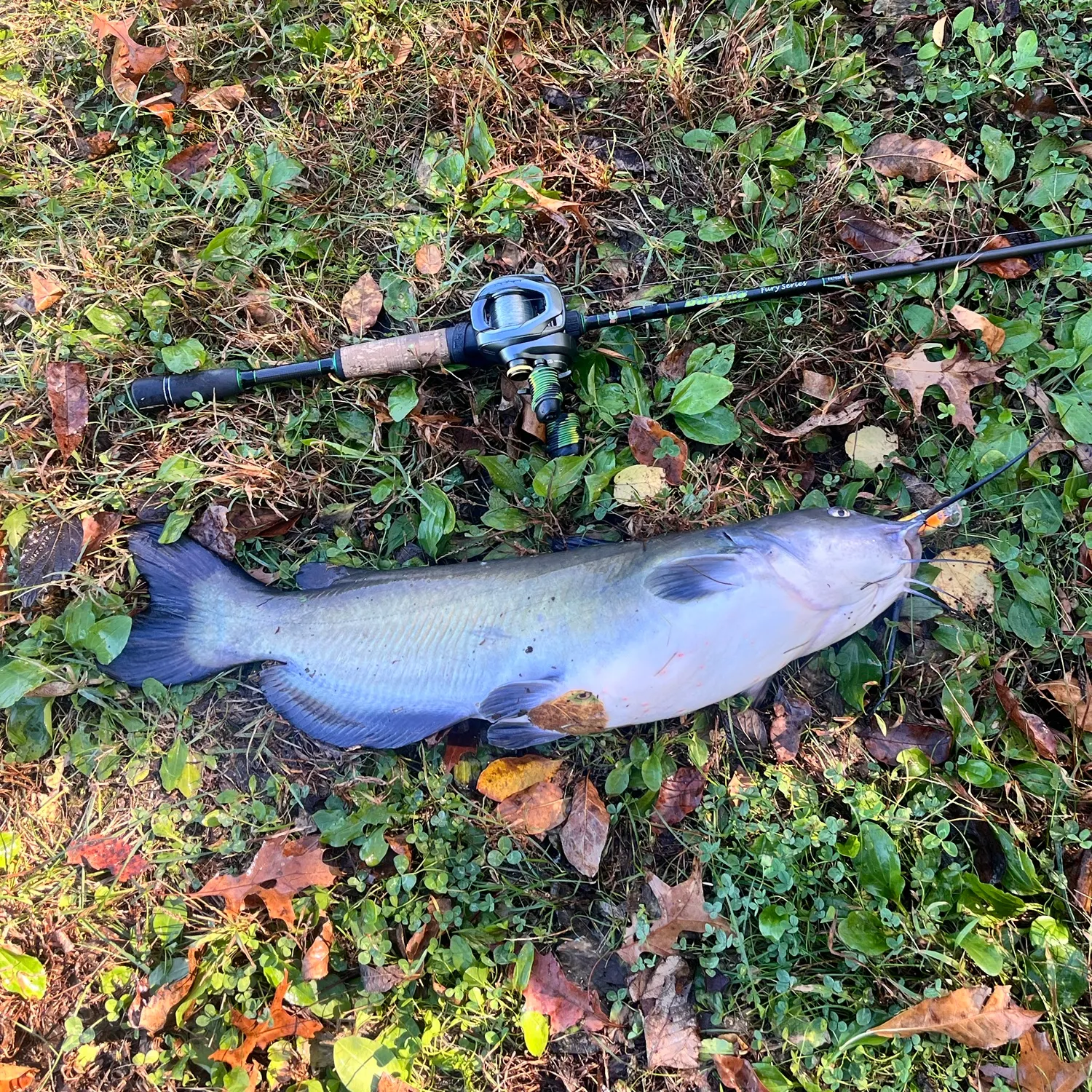 Channel catfish caught on Fishbrain