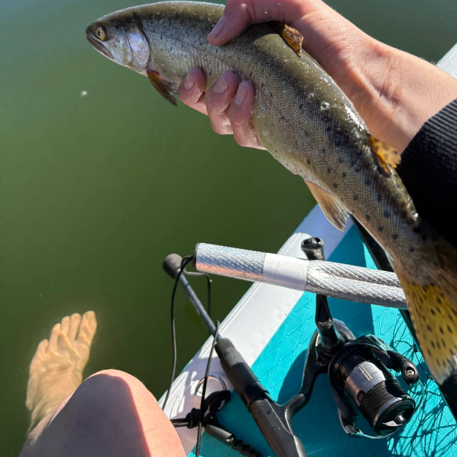 The most recent Lahontan cutthroat trout catches on Fishbrain