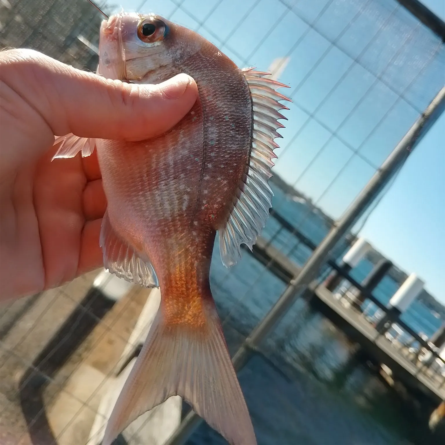 catch