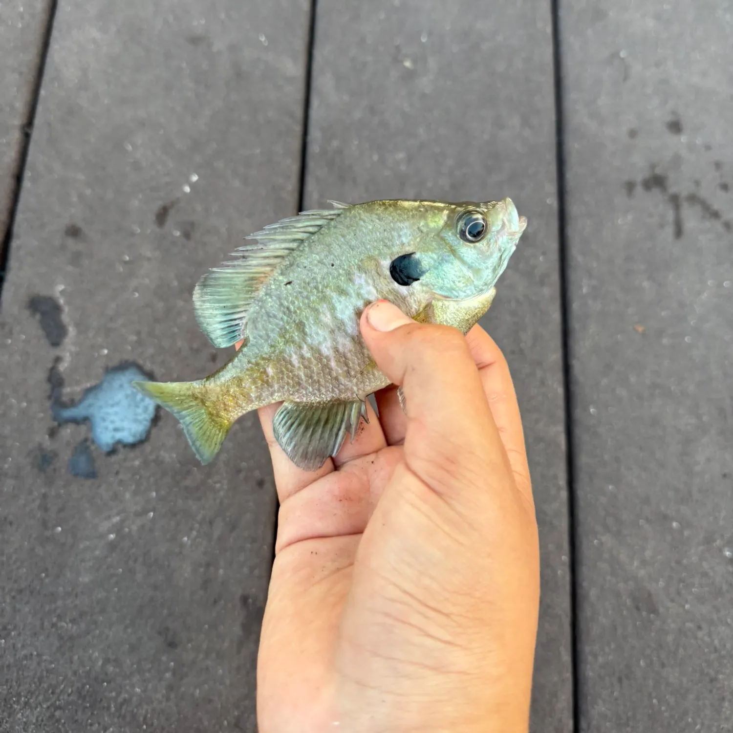 Fish caught on Fishbrain