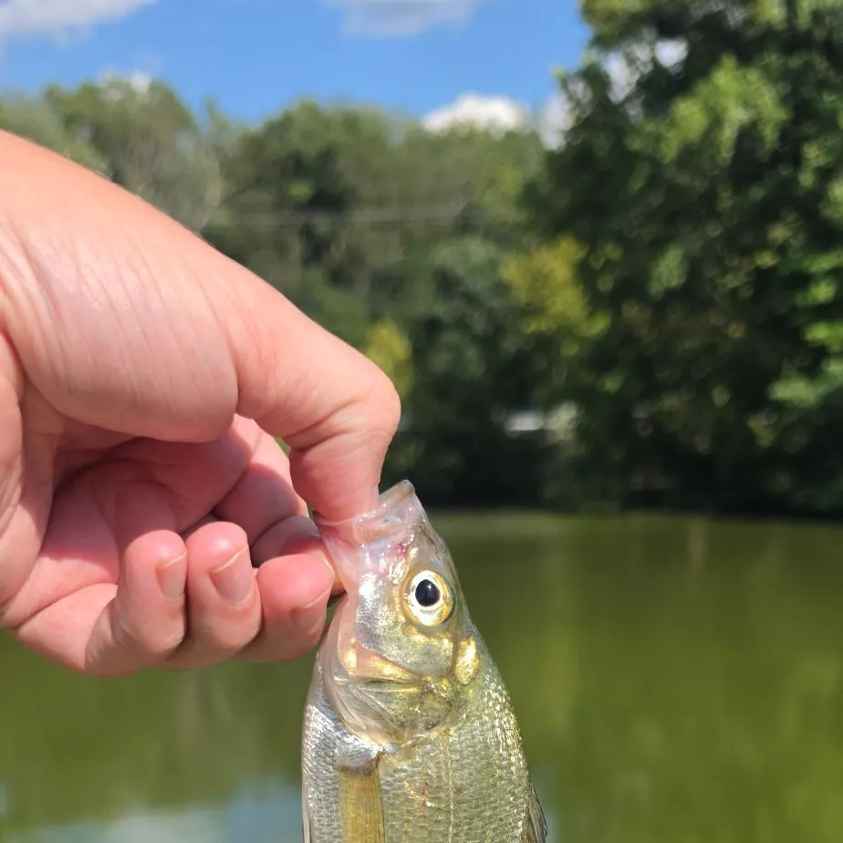 White perch caught on Fishbrain