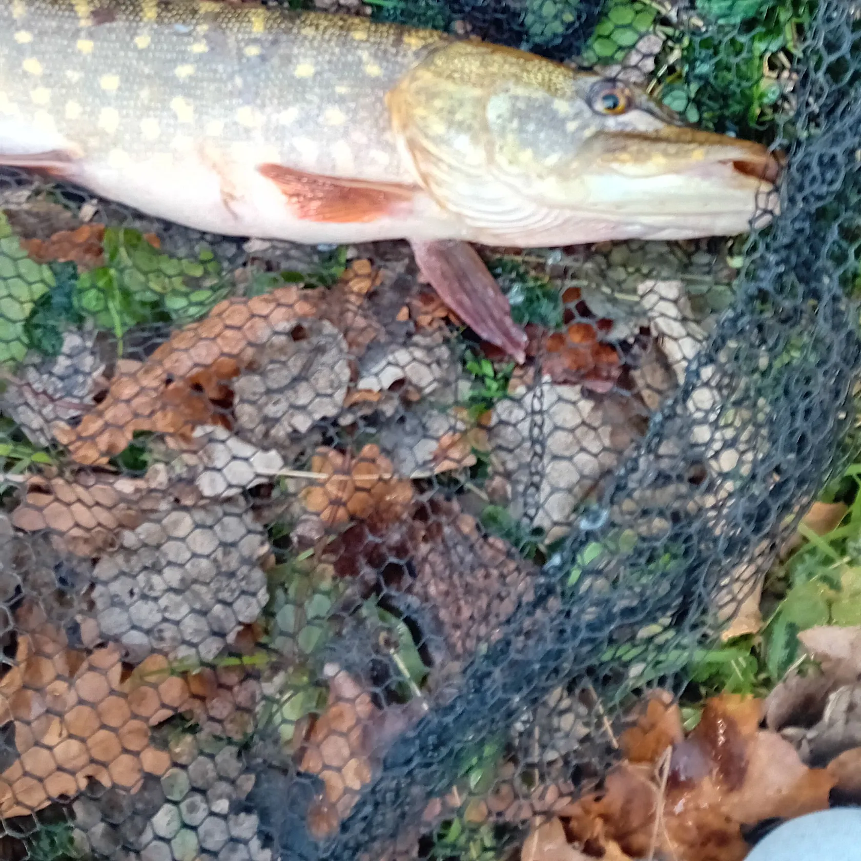 The most recent Northern pike catches on Fishbrain