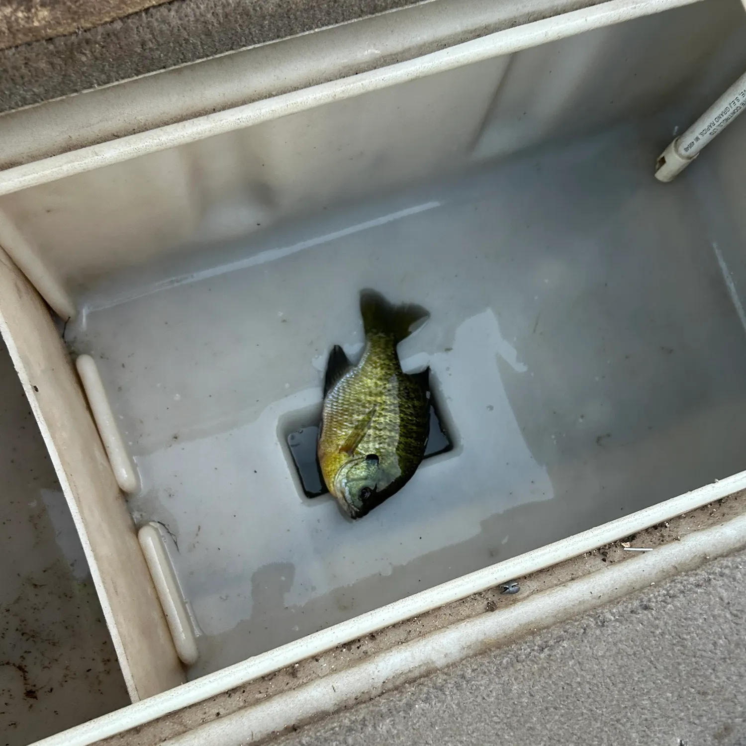 Bluegill caught on Fishbrain