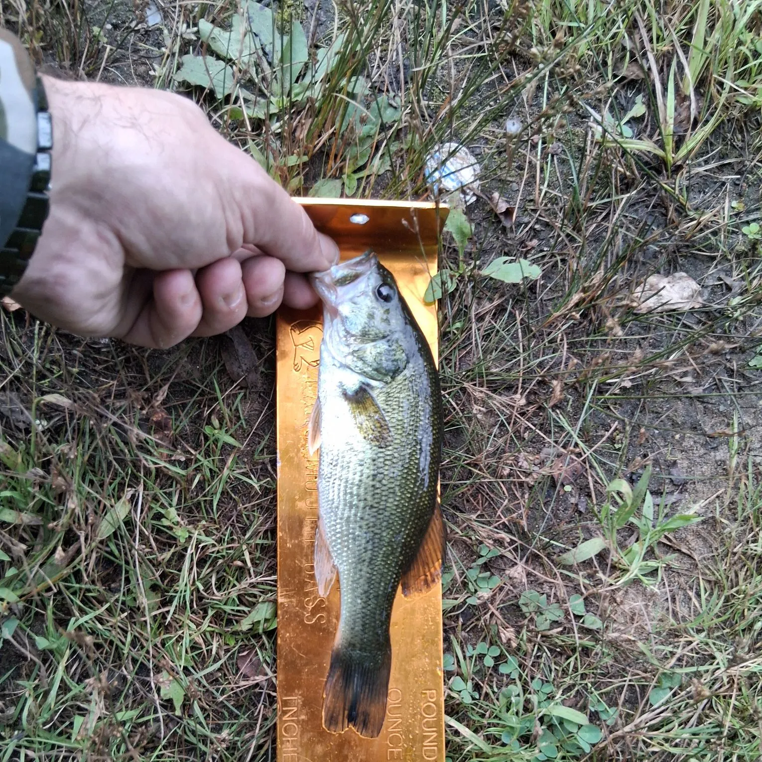 Largemouth bass caught on Fishbrain