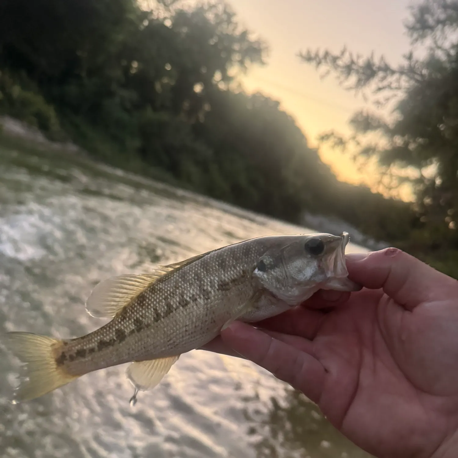 The most recent Guadalupe bass catches on Fishbrain