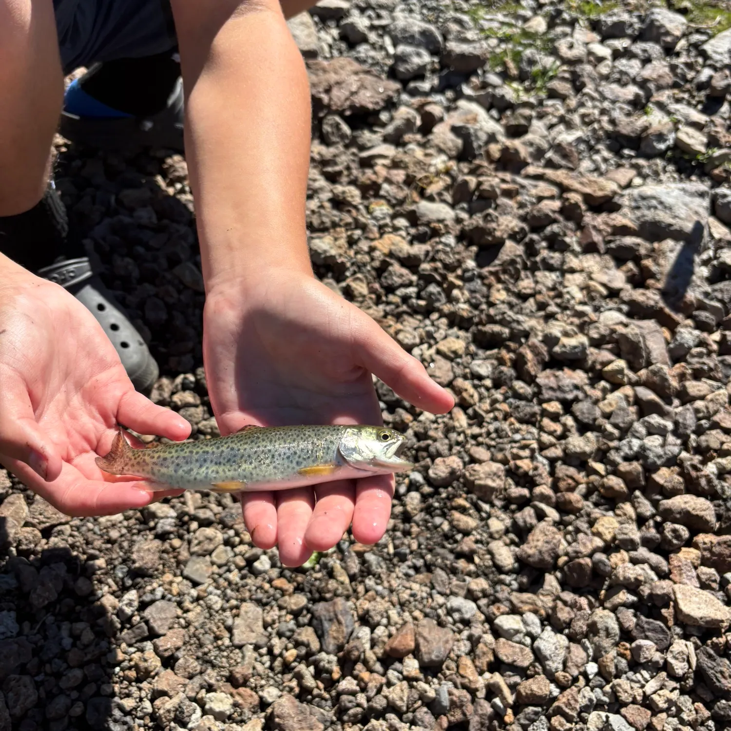 Brook trout caught on Fishbrain