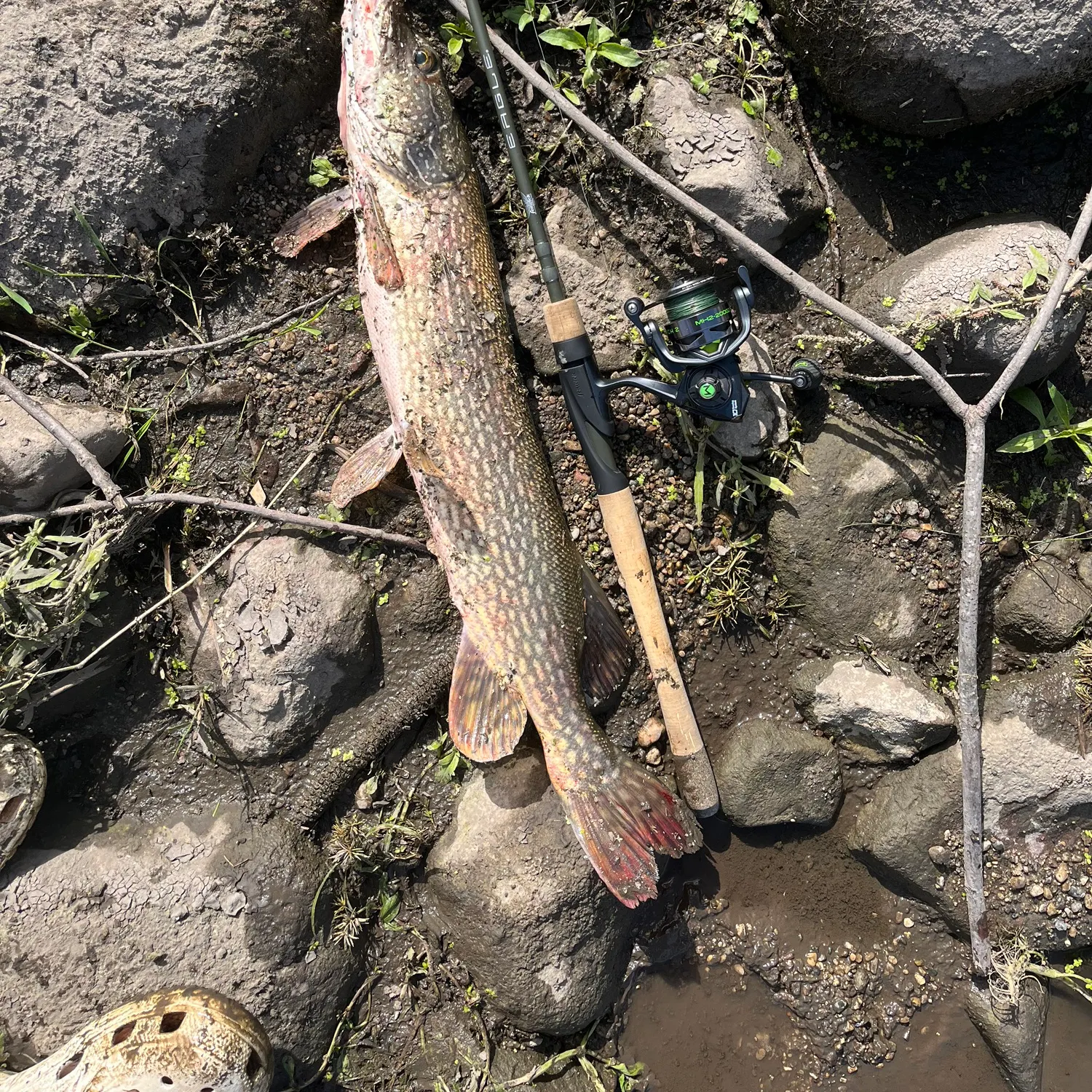 Northern pike caught on Fishbrain