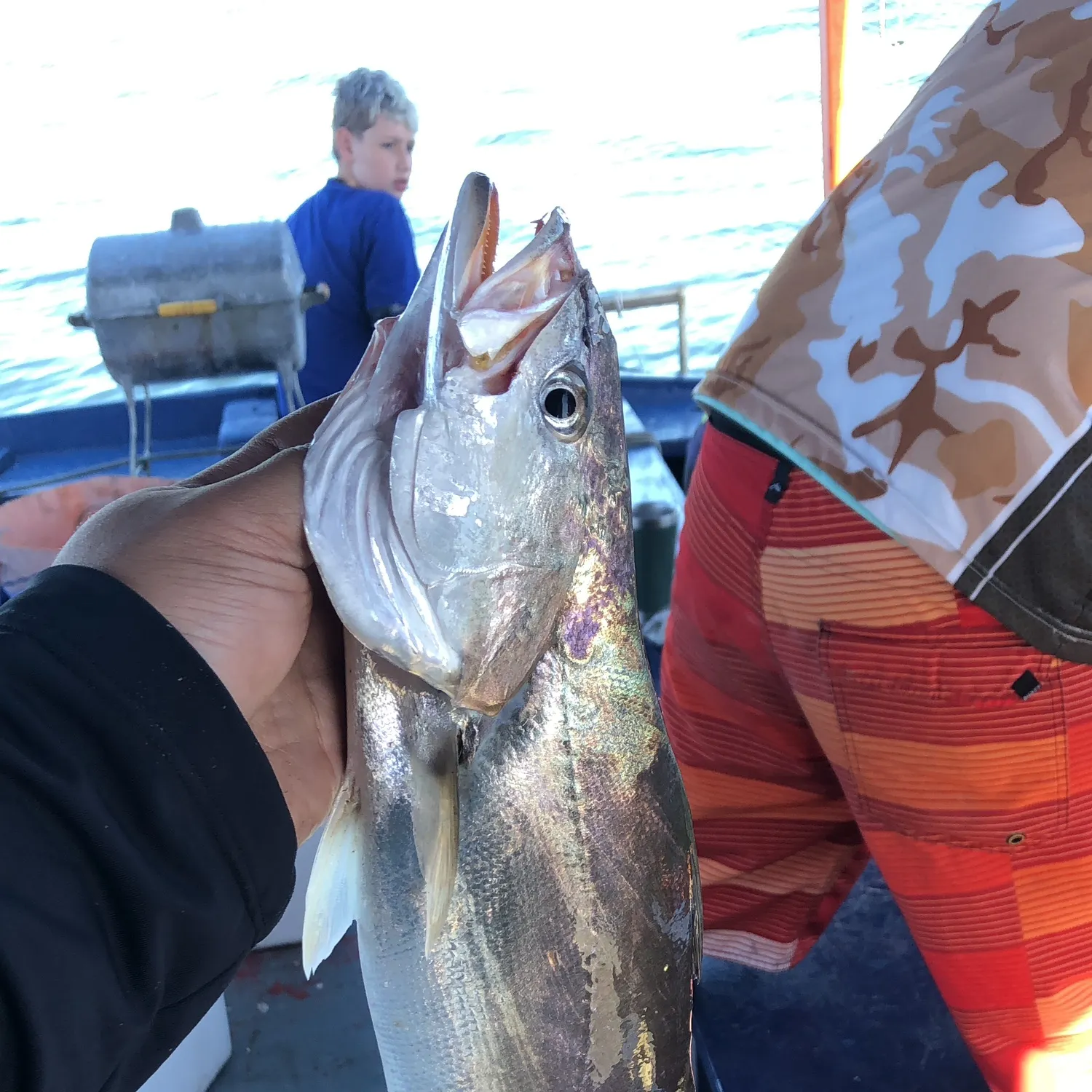 The most popular recent Smooth weakfish catch on Fishbrain