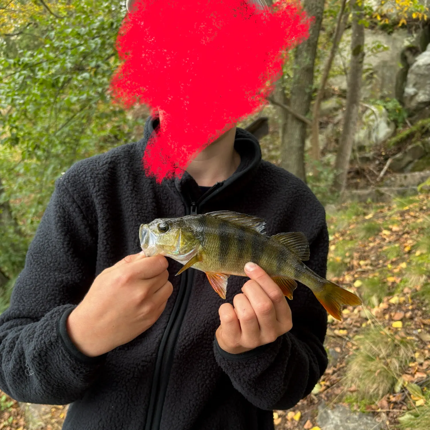 European perch caught on Fishbrain
