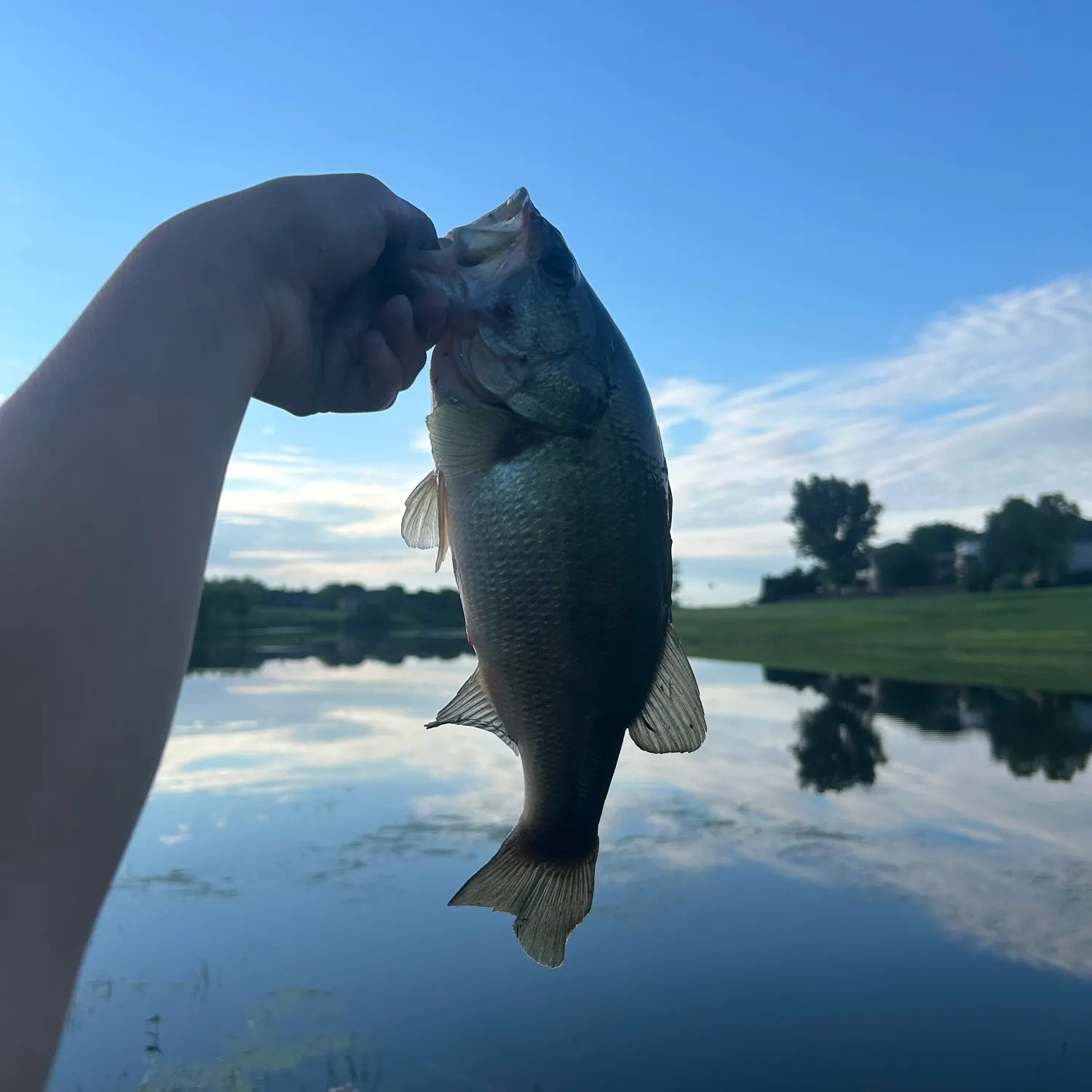 The most recent Alabama bass catches on Fishbrain