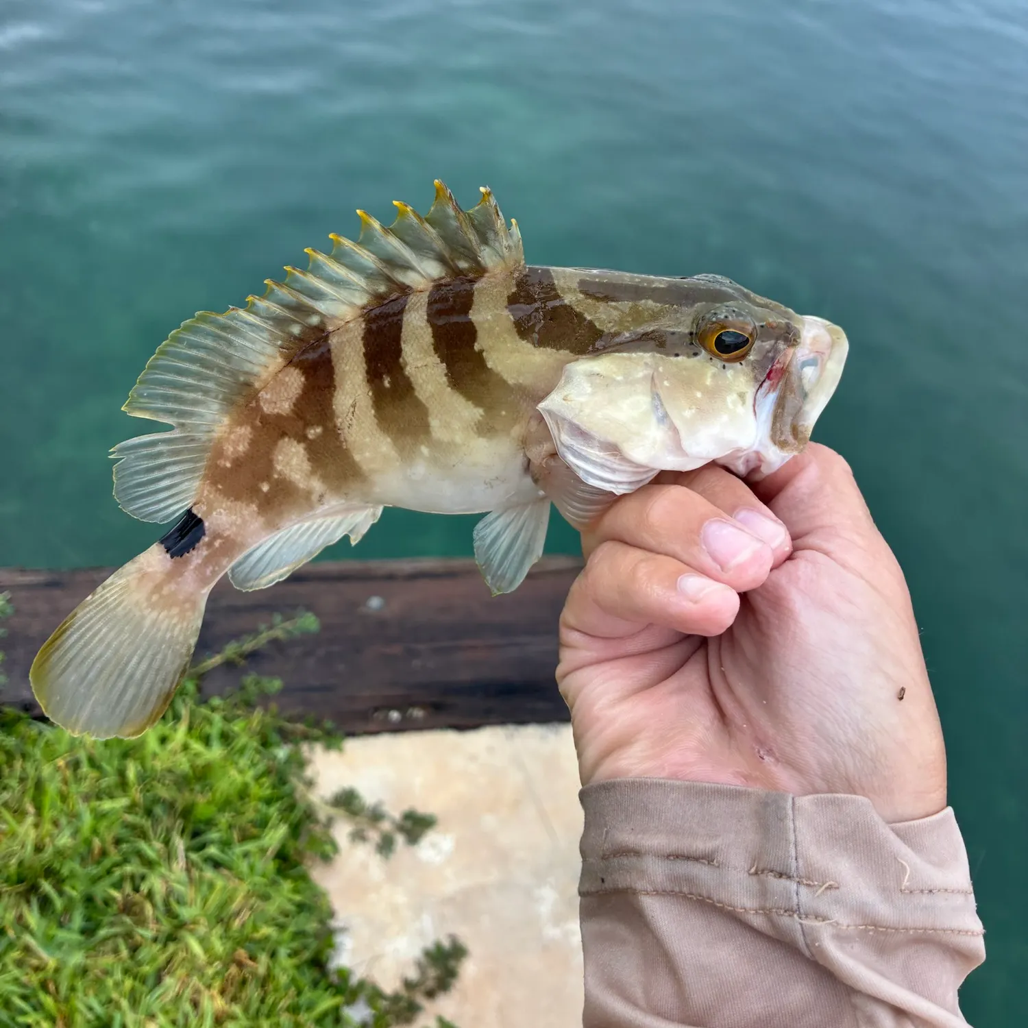 The most recent Nassau grouper catches on Fishbrain