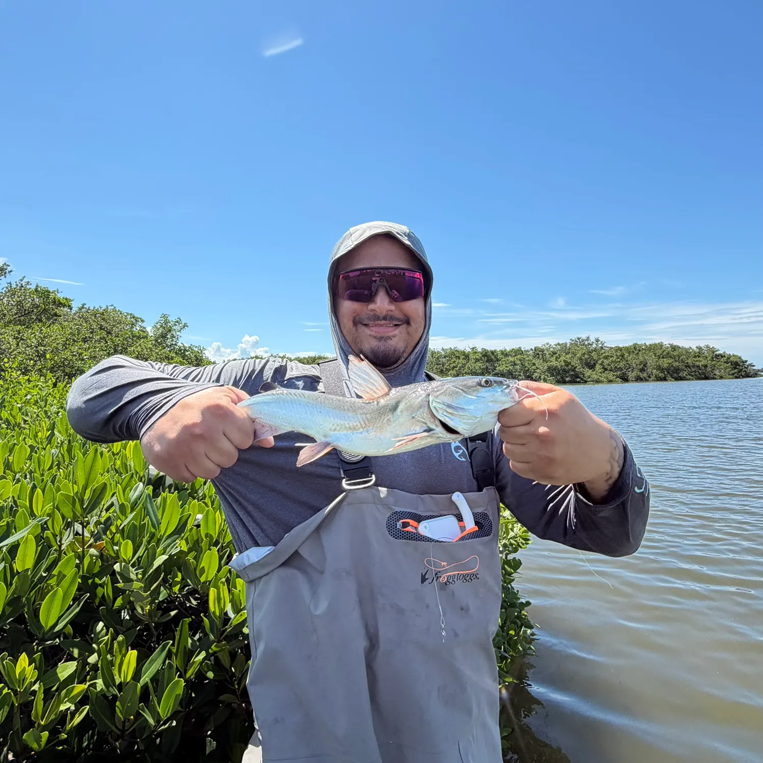 Hardhead sea catfish caught on Fishbrain