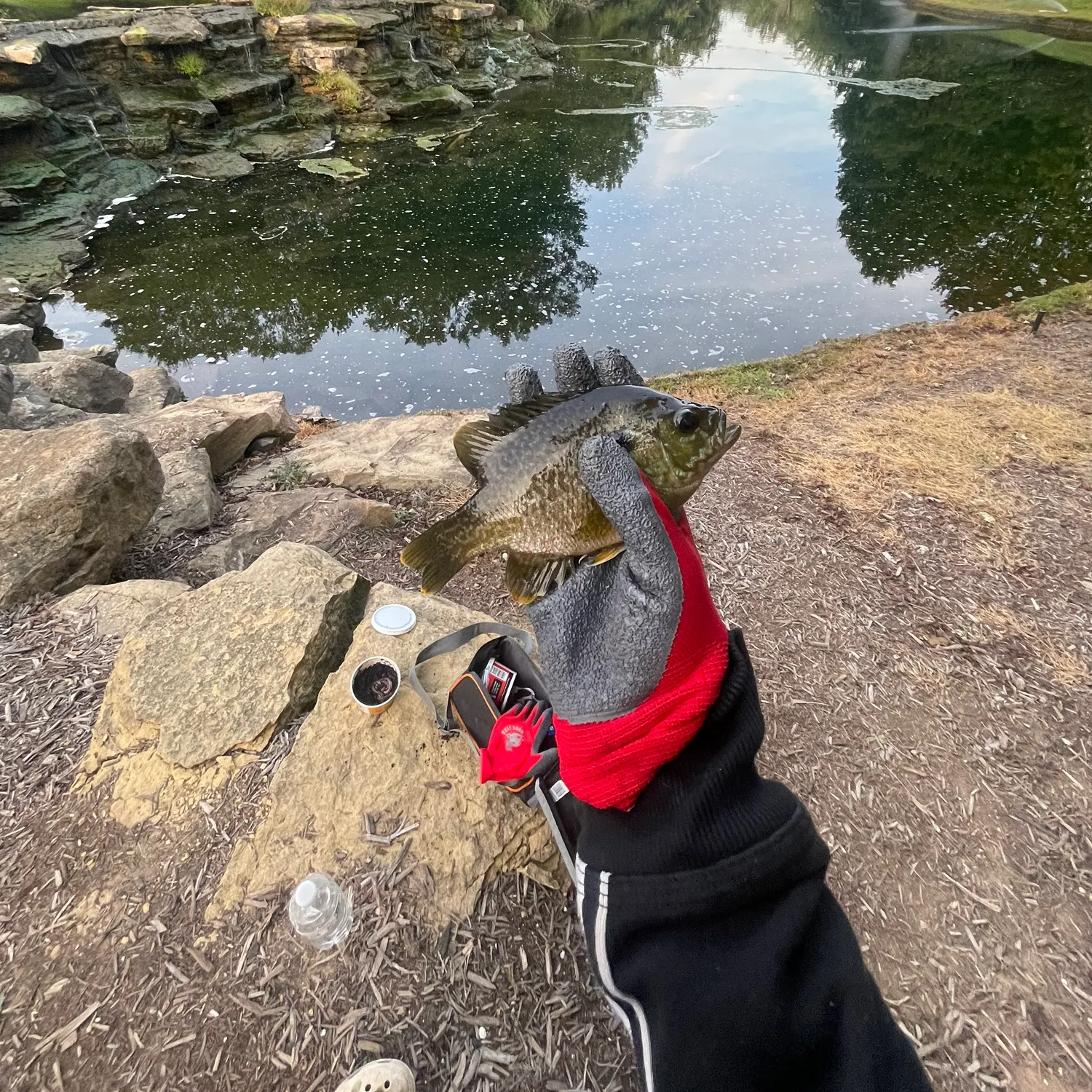 Greengill hybrid caught on Fishbrain