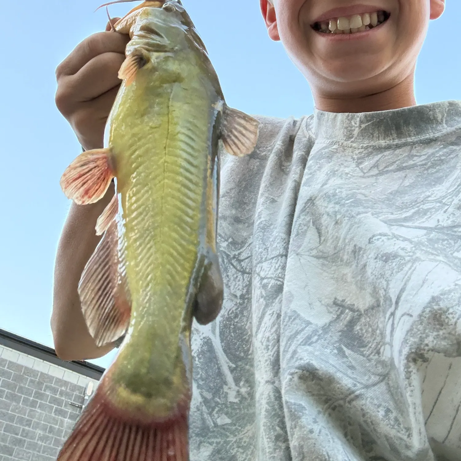 Yellow bullhead caught on Fishbrain