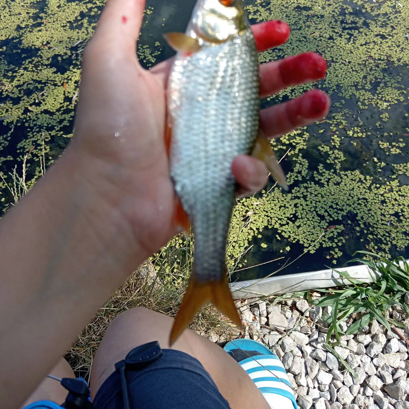 The most recent European chub catches on Fishbrain
