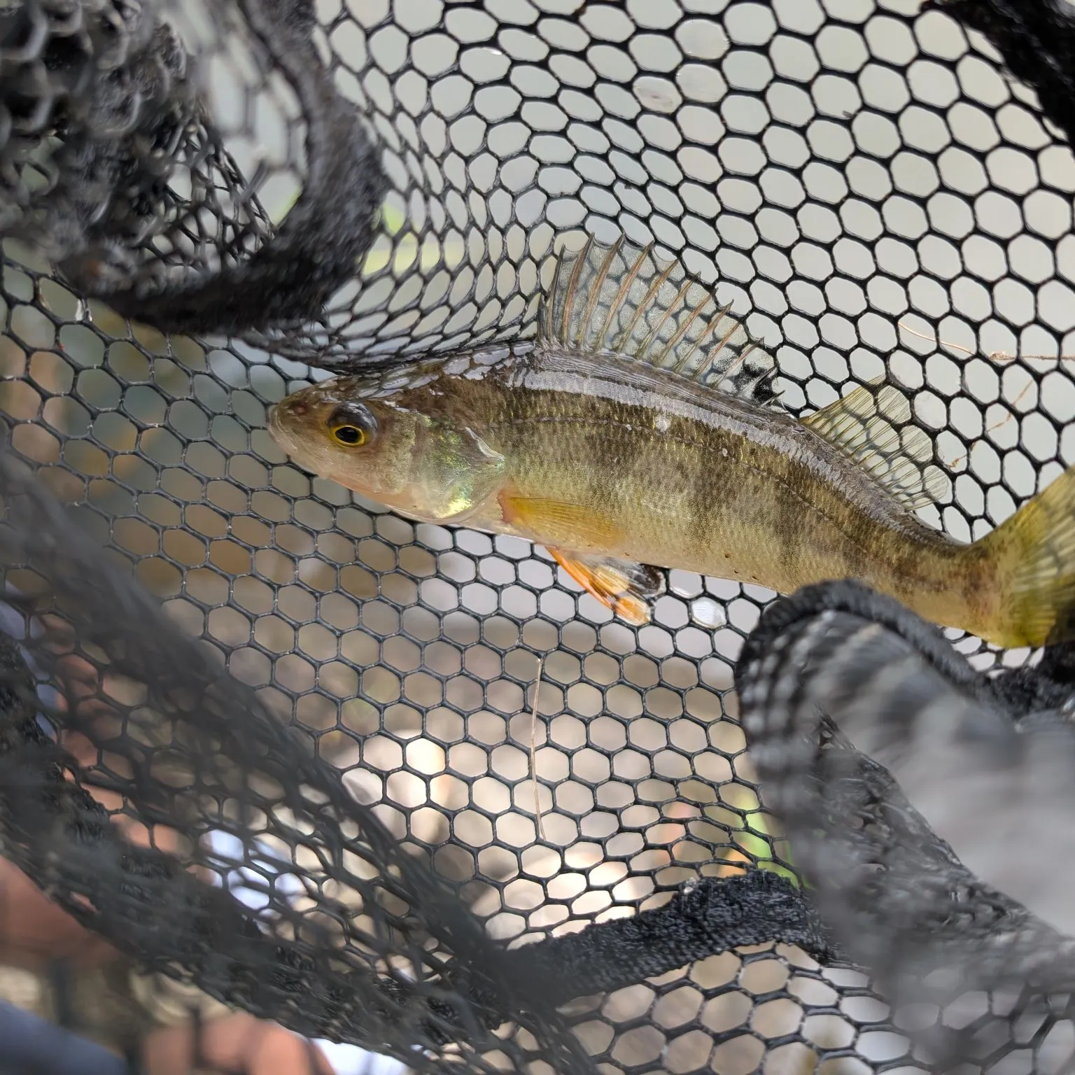 Yellow perch caught on Fishbrain