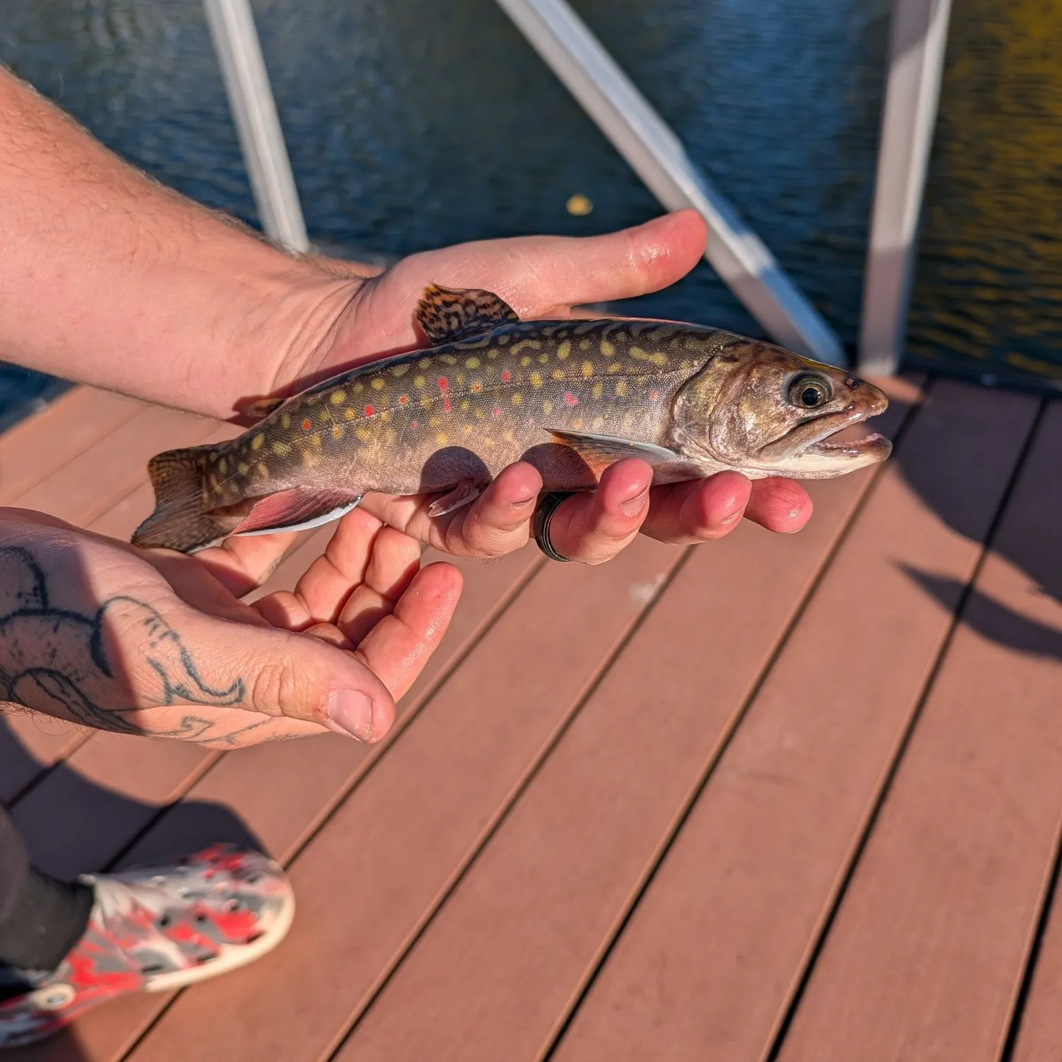 Brook trout caught on Fishbrain